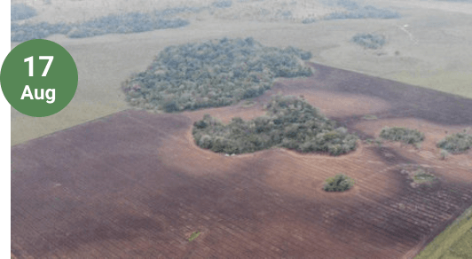 Neue Aufforstung zur Rindermat in der Nähe von Villarrica